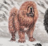 【已售】王贵邱四尺国画藏獒《志存高远》