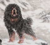 【已售】王贵邱四尺国画藏獒《志存高远》
